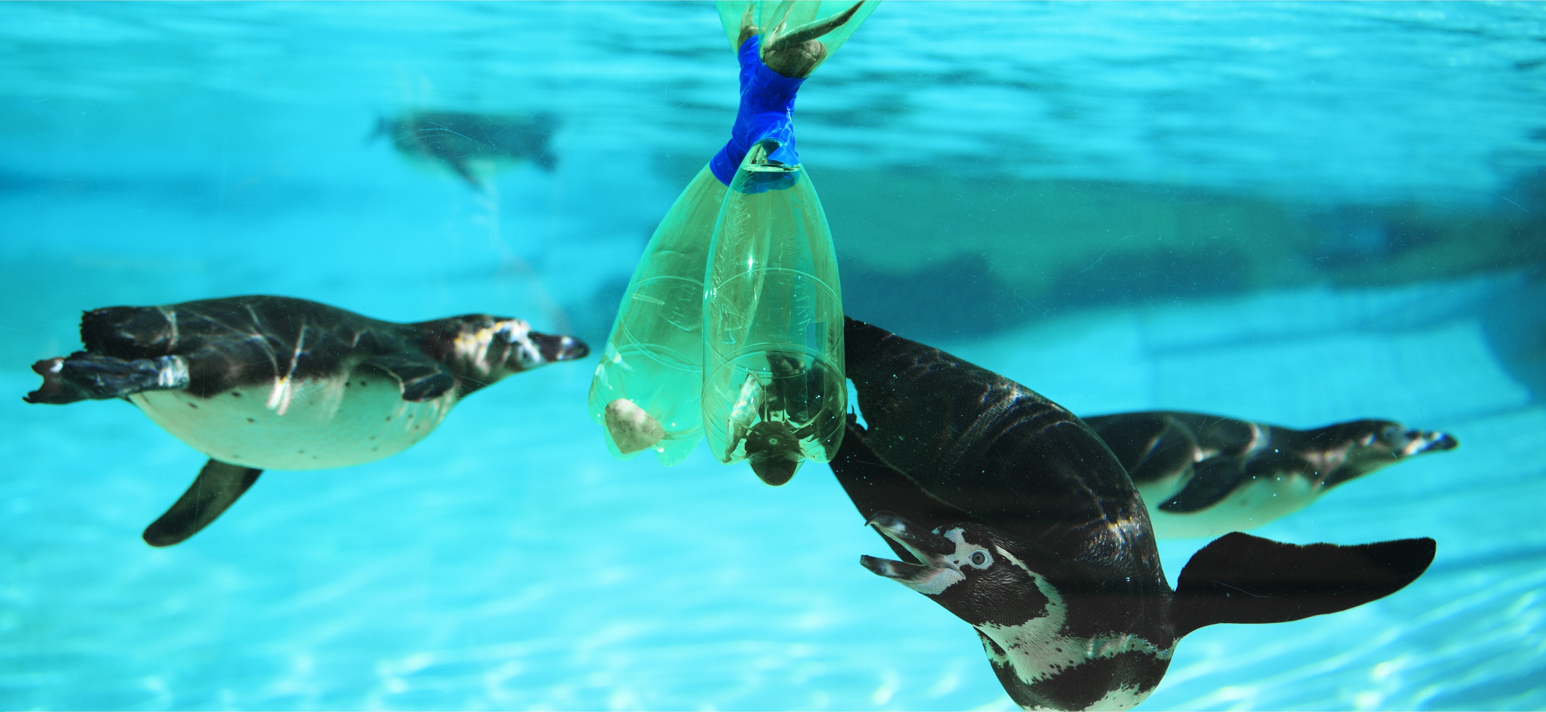 ZSL LONDON ZOO DITCHES SINGLE-USE PLASTIC WATER BOTTLES